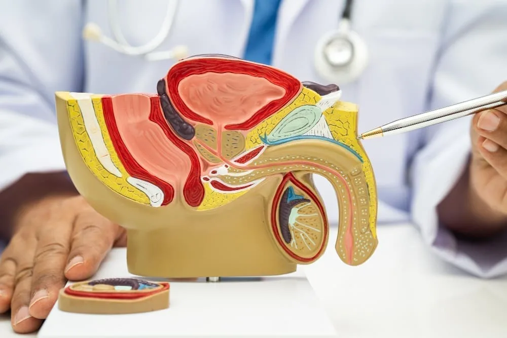Hiperplasia prostática: Diagnóstico y tratamiento especializado en CDMX